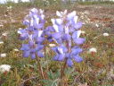 Arctic Lupine